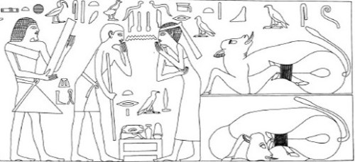 Funerary practice in the mastaba of Qar with lector priest, embalmer and mourner Drt; the scene is closed by two images of an ox. V-VI Dynasty. Giza. Ancient Egypt. Image: W.K. Sympson.